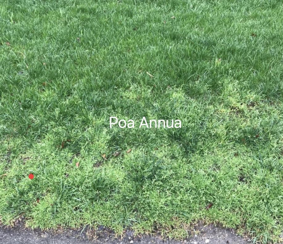 Spring's 3 Most Annoying Grassy Weeds » The Turf Doctor